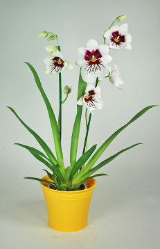 Orchidée Miltonia